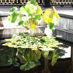Pond with lily pads reflected