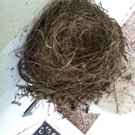 nest