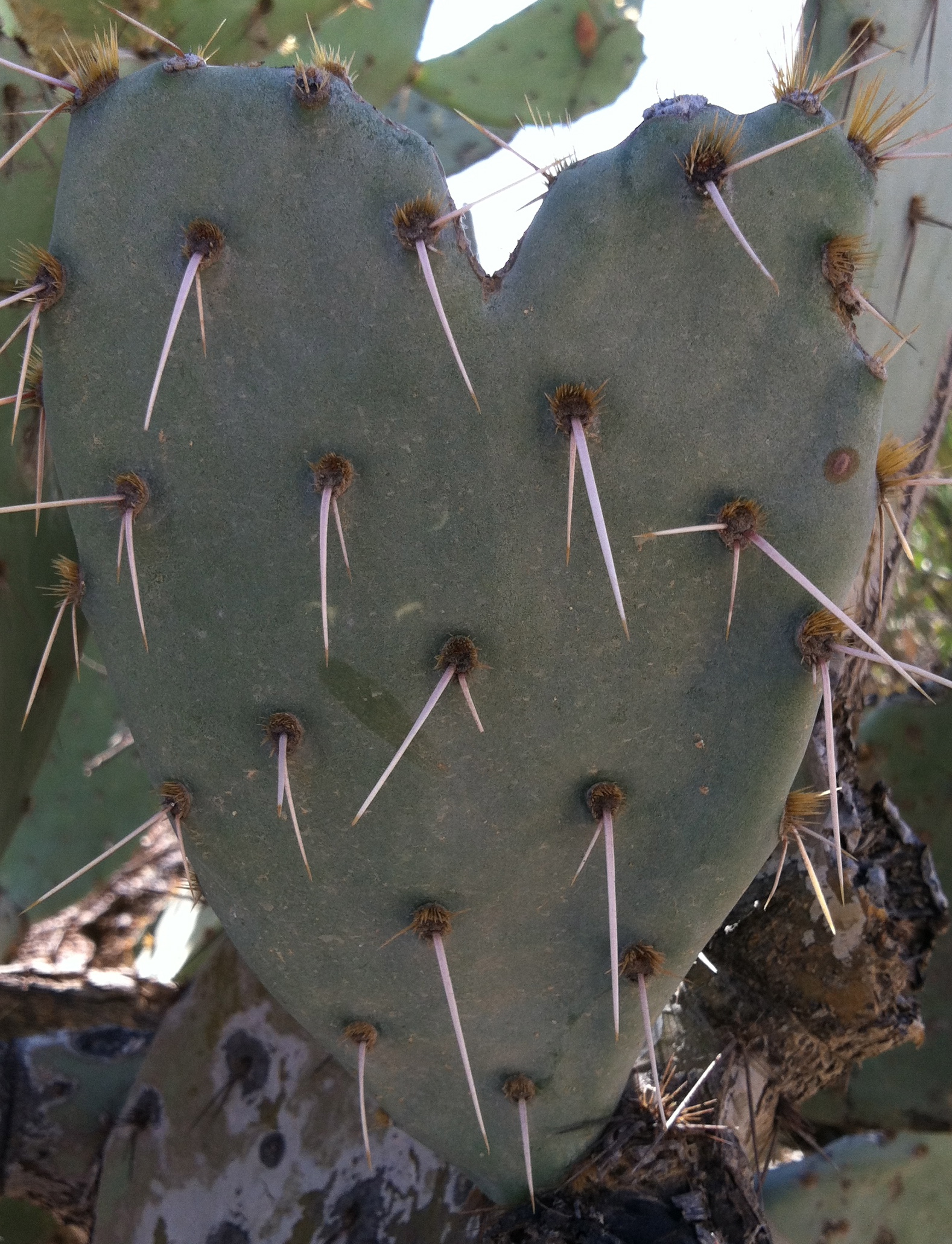 heart cactus2