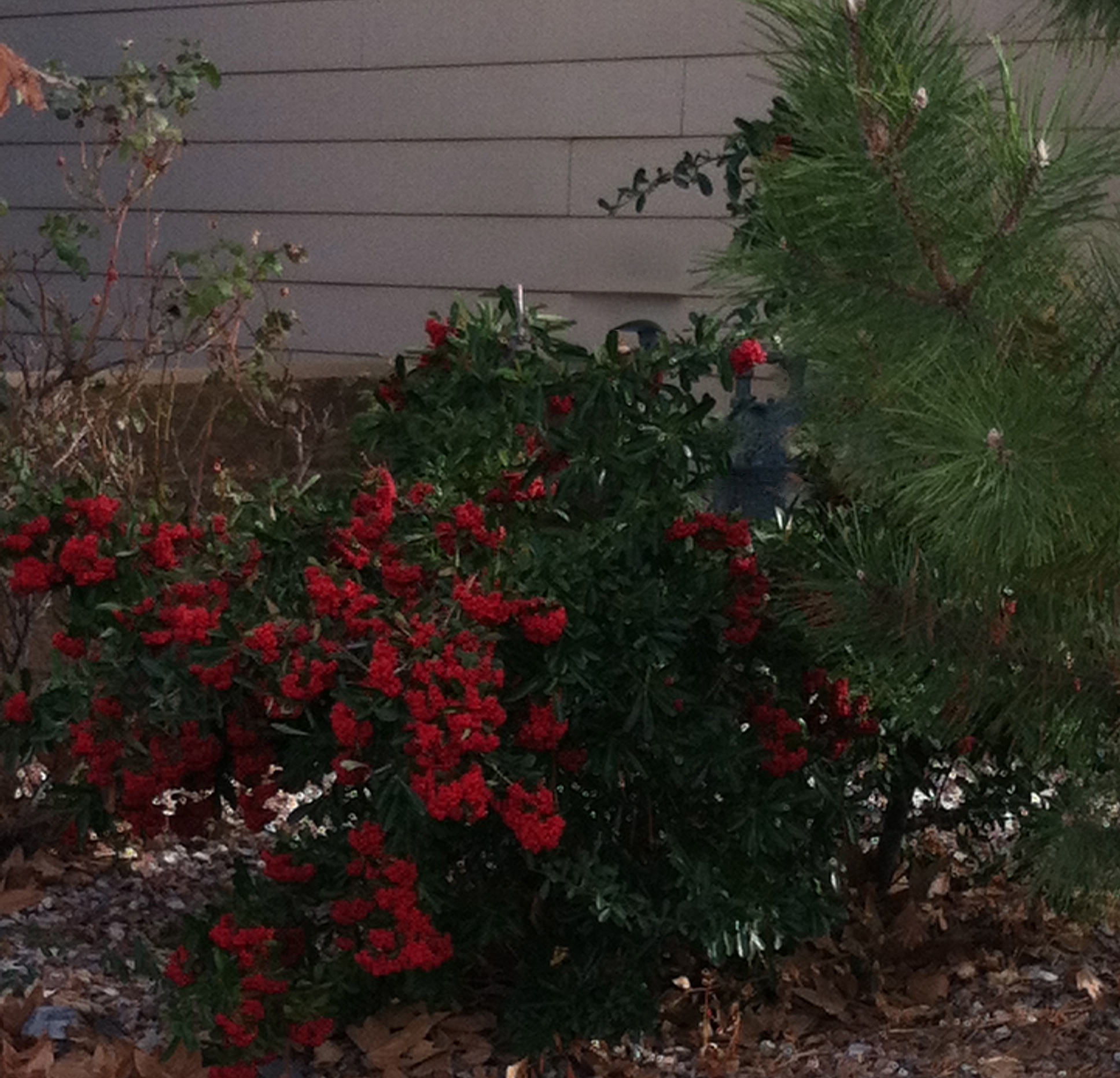 red & green plant