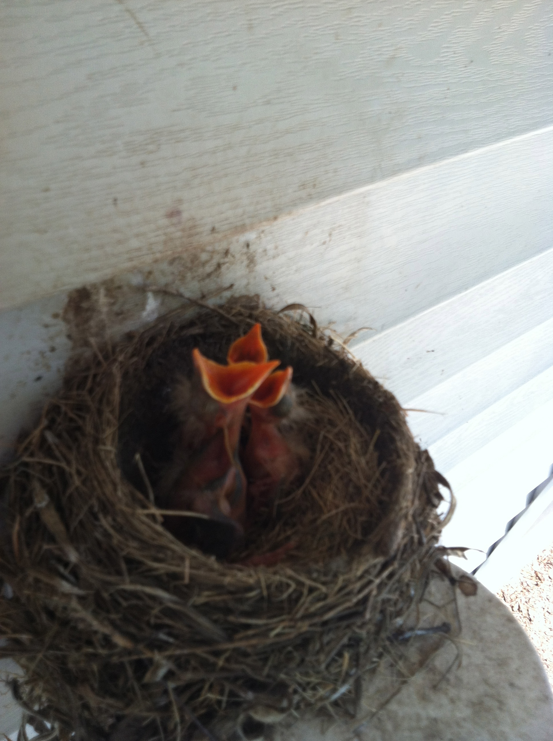 baby birds