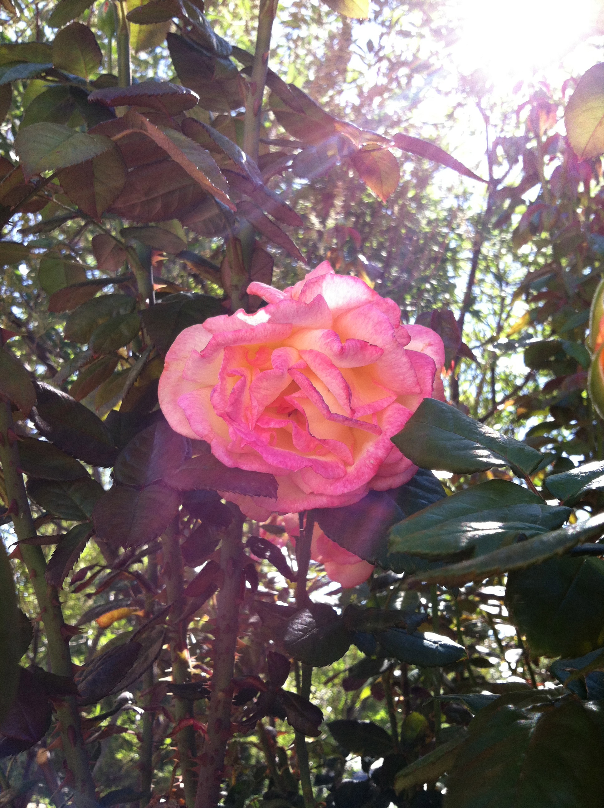 rose with sunbeam